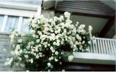 一句话心情不好的说说_没有那么多如果,只有那么多无情