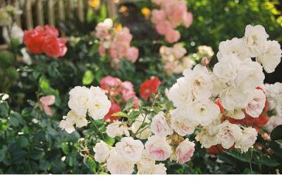 单恋而不得的古诗词 描写单恋的古诗词