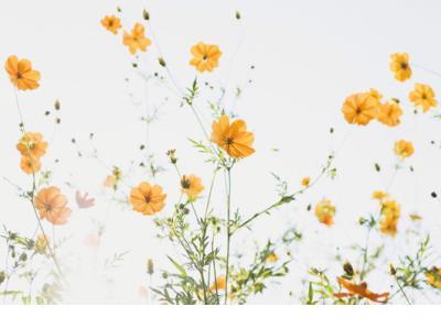 单恋而不得的古诗词 描写单恋的古诗词