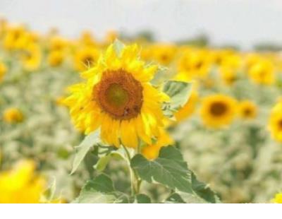 忧郁伤感说说 爱情伤感说说配图