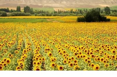 这就是幸福唯美句子 浪漫幸福唯美的短句