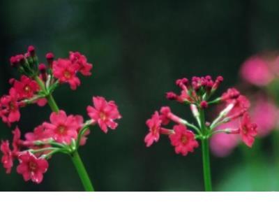 形容心情失落的诗句 伤感诗句痛到心里古诗