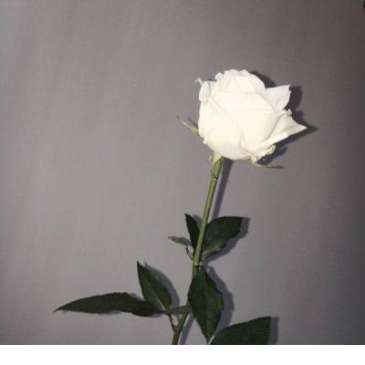 情感说说带字配图 情感说说配图高清