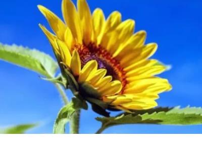 一切随缘的经典语录 洪磊人生语录经典图片