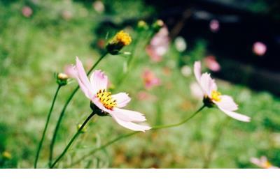 伤感句子图片 心情不好