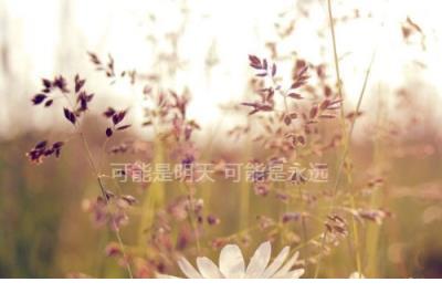 爱情诗句书法作品 爱情诗句经典