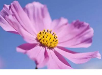 心情文字图片大全唯美