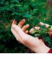 说说大全伤感说说|痛苦时没人问,痛的时候没人安慰