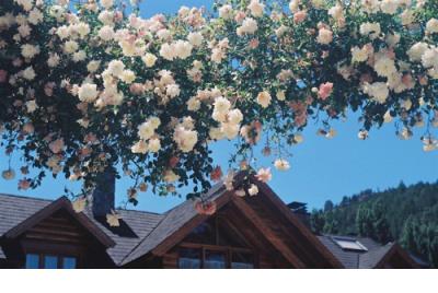 伤感诗句痛到心里古诗 伤感诗句句句落泪现代