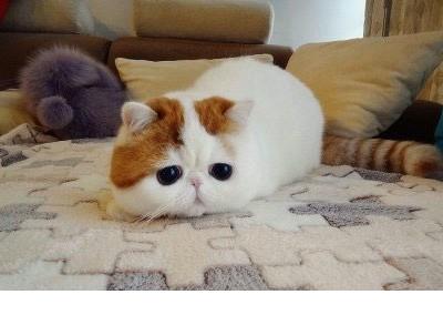 适合才是最好的的名言