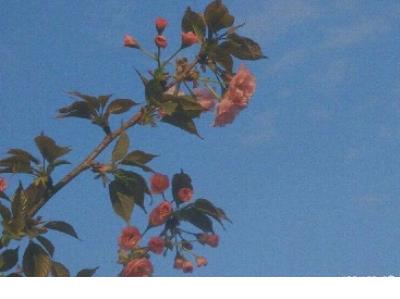 对婚姻心灰意冷的说说