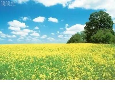 赏花发朋友圈微信句子