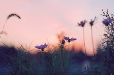 赏花发朋友圈微信句子