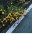 给女朋友浪漫留言短句*在这世上珍贵的东西总是罕有