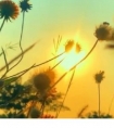 关于描写元宵节的祝福句子_愿元宵,真诚地祝福你节日快乐