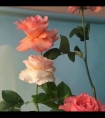 娇妻和黑人BD_芭蕾舞蹈那些龌龊的事