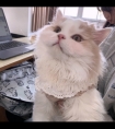 狠虐 强制 高HH/主动挺起 双乳 抽打