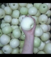 校花初次蜜水*肉体拍打声和粗喘娇吟