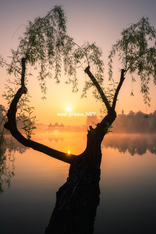 怪事新闻_幸福的齐特琴